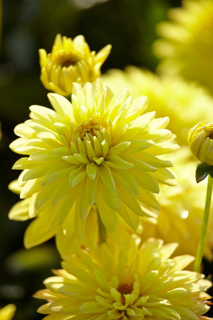 Dahlia Border Melody Latin 1-pakning